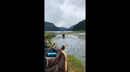 Encounter by the river: bear's run in the wild
