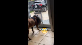 Surgery Cone Blocks Dog Door Entry