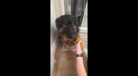 Adorable Pup Holds Onto Momma's Hand For Reassurance