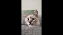 Adorable Rescue kitten from South Africa pounces at phone while being recorded
