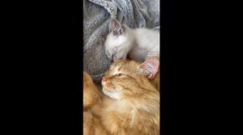 Adorable Rescue kitten from South Africa pounces at phone while being recorded