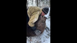 Trainer and tame bear have adorable tussle in snowy forest