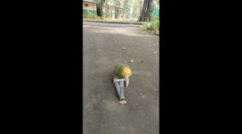 Bird Rides Little Scooter For Seeds