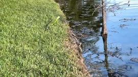Incredible slow motion video shows iguana virtually running on water