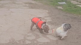 Peppy puppy loves teasing rooster in adorable farmyard clip