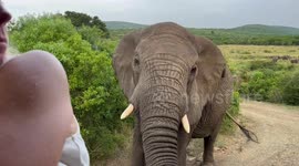 Inquisitive elephant sniffs woman's camera and phone on safari