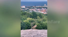 Mating monkeys stop romping when tourists interrupt them on hill