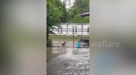 Pet Beagle leaps up fence to enter home during rain