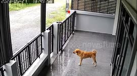 Pet dog unwraps owner's newly delivered parcel