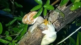 Beautiful moment when two snails kiss each other on a tree