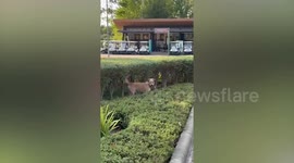 Pet dog hops like kangaroo into bushes