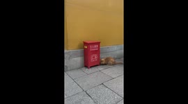 Playful hide-and-seek game between cat and mouse interrupted by visitors at temple in eastern China
