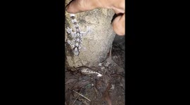 A man discovered a strangely colored lizard in the garden