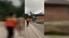 Eleven Hikers Killed As Volcano Erupts in Indonesia