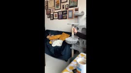 One Gigantic Leap for Kittenkind