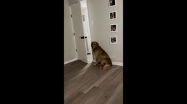 Poor Dog Has No Braincells Left