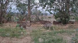 Two funny kitten running and fighting in garden , ,A friendly cute cat fight  at a home garden in India