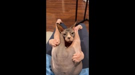 Cat Cuddles And Does Yoga At The Same Time