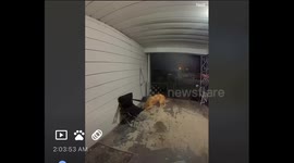 Neighbor's Dog Steals Package Off Porch