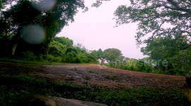 dangerous elephant walking on the village street in the morning