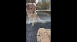 Golden Retriever Meets a Woolly Bear Caterpillar