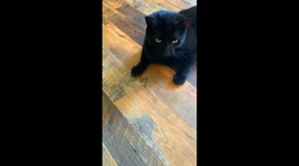 Black Cat Catches Tiny Snake
