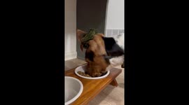 Put His Ears In A Doggytail