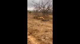 Injured Hyena Adapts in the Wild