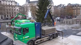 Trafalgar Square Christmas Tree 2023 has been installed in London