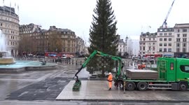 Trafalgar Square Christmas Tree 2023 installed and welcomed by visitors of central London