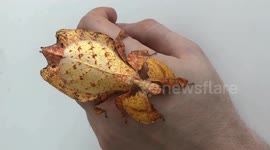 A Gorgeous Coat Of Leaves