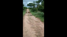 Family of Lions Drinking From a Puddle