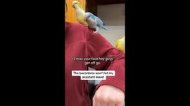 Quaker Parrots Love Their Assistant