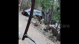 Buck Tries to Get It On With Deer Statue