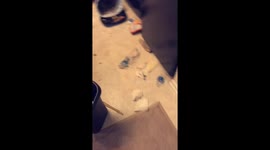 Dog Knows Did Wrong but Is Still Happy to See Owner