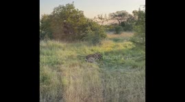 Female Cheetah Courts Male