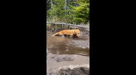 Golden Retriever Takes a Mud Bath