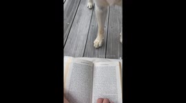 Persistent Labrador Wants to Play Fetch