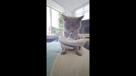 Scooter the British Shorthair cat LOVES being brushed with his new brush!