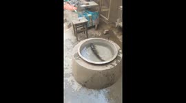 Cheeky cat steals fish from pool in China