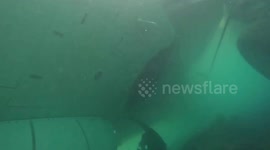 Navy divers investigate downed aircraft in Kaneohe Bay, Hawaii
