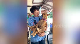 Pet dog falls asleep in funny position in owner's arms