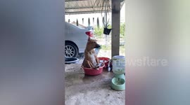 Puppy takes bath in basin too small to fit inside