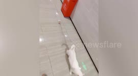 Resourceful cat retrieves escaped hamster for owner