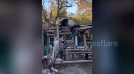Giant panda does morning workout upside-down in a tree