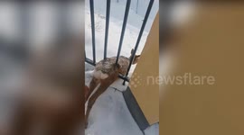 Fawn trapped in metal fence gets rescued after calling for help