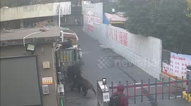 School guard gored by wild boar on a city-wide rampage