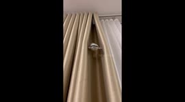 Cockatiel gets stuck legs akimbo while trying to climb curtain