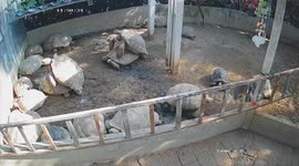 Monitor lizard caught on CCTV stealing eggs from turtle enclosure