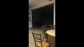 Uninvited black bear crashes party in San Pedro Garza Garcia, Mexico
